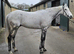 16.3hh TB GELDING FOR FULL LOAN