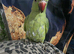 Handreared indian ringneck parrot