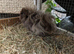 2 long haired boars