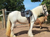 4yo tgca reg cremello mare