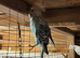 Pet Budgies