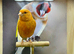 Red mosaic canary