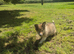 Rough collie male puppie