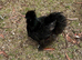 Chicks to Layers-all sizes from hatch to lay