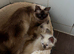 Pure ragdoll kittens
