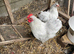 Lavender Pekin bantams