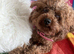 Asian toy poodle girl 3 year old