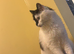 Female cat spayed for sale