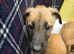 Belgian malinois puppies