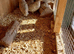 Snowflake bobwhite hatching eggs