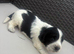 Cocker spaniel puppies