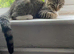Maine coon/ domestic kitten