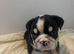 Puppies available