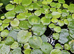 Amazon Frogbit Live Floating Aquarium Plants