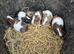 Guinea Pigs looking for new homes