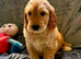 STUNNING MULTIGEN AUSTRALIAN GOLDENDOODLE PUPPIES