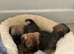 Beautiful border terrier Puppys