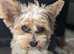 SUPER TINY STUD1.8 kg . Proven, fathered many litters. Can come to you!