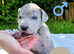 Great Dane x Cane corso puppies