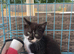 Last boy ragdoll cross domestic