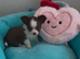long coat stunning quality chihuahuas