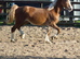 Stunning Barbie pony with all the bling