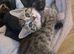4 GORGEOUS KITTENS LEFT.
