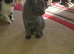 5 Playful Kittens for sale