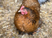 Pekin bantam hens