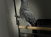African Grey Tamed & Talking