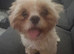 Imperial Shih Tzu