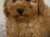 Toy poodle puppy’s