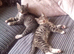 Kittens for sale
