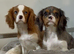 Merle cavalier King Charles spaniel