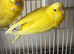 Male&Female budgies