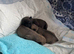 Beautiful Purebred Pug Puppy for sale
