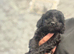 Doxipoo