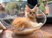 Fife registered, red silver Maine coon kittens