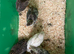 Guinea fowl keets
