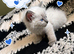 Ragdoll Blue Point Kittens