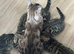 TICA PUREBRED Rare Snow/ Charcoal carrying bengal kittens!