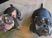 Micro Bully Pup Female