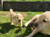 Gorgeous Labrador looking for a new home