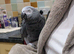 African Grey parrot