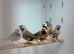 Jack finches