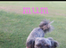 Imperial shihzu puppys