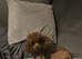 Tiny Asian toy poodle puppies