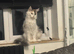 Female active mainecoon