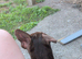 Rehoming beautiful pup Brownie