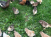 Muscovy ducks